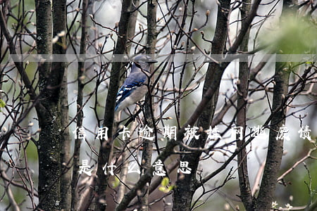 信用卡逾期被挂网逃废债(信用卡挂网逃废债是什么意思)