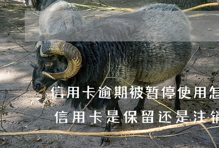 信用卡逾期被暂停使用怎么恢复(逾期停用的信用卡是保留还是注销)