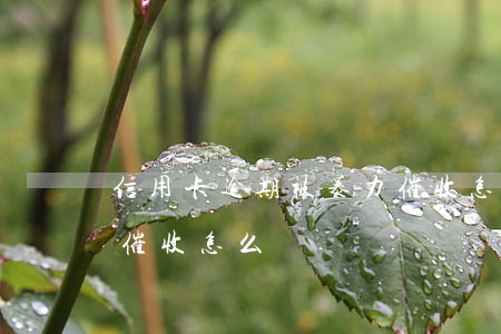 信用卡逾期被暴力催收怎么投訴 逾期被暴力催收怎么辦