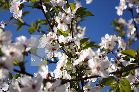 信用卡逾期被止付怎么辦 逾期停用的信用卡怎么恢復(fù)