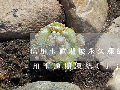 信用卡逾期被永久凍結(jié)怎么辦(信用卡 逾期 凍結(jié))