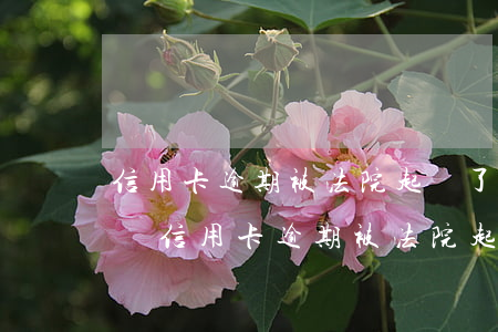 信用卡逾期被法院起訴了會(huì)怎么樣(信用卡逾期被法院起訴了會(huì)怎么樣?)
