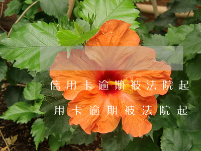 信用卡逾期被法院起訴，答辯怎么寫范本-信用卡逾期被法院起訴,答辯怎么寫范本呢