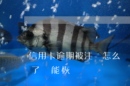 信用卡逾期被注銷怎么還(信用卡逾期被注銷了還能恢復嗎)