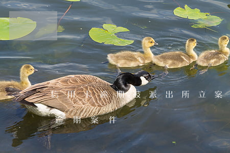 信用卡逾期被派出所立案(公安局受理信用卡逾期案件嗎)