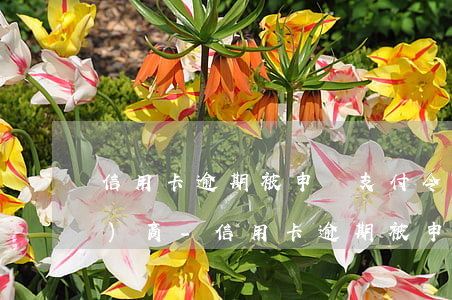 信用卡逾期被申請支付令后怎么協(xié)商-信用卡逾期被申請支付令后怎么協(xié)商還款