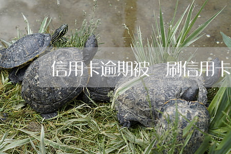 信用卡逾期被盜刷 信用卡逾期被盜刷