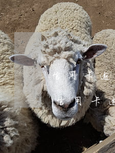 信用卡逾期被立案一般多久處理(因刑事案件信用卡逾期怎么辦)