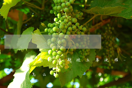信用卡逾期被立案流程-被抓了信用卡逾期怎么辦