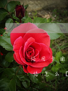 信用卡逾期被納入征信-信用卡逾期納入征信怎么辦