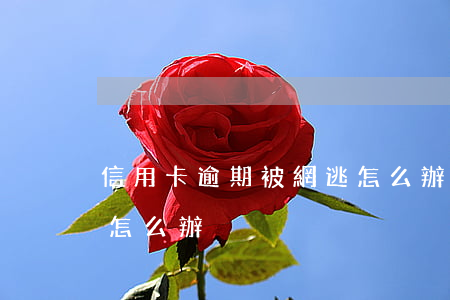 信用卡逾期被網逃怎么辦（信用卡逾期被網逃怎么辦）