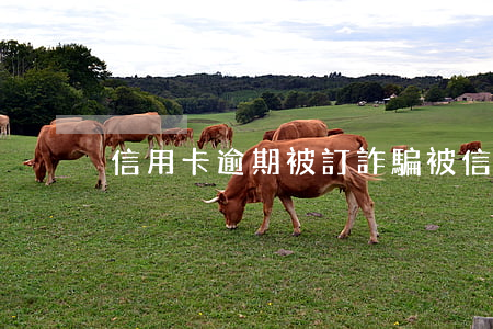 信用卡逾期被訂詐騙(被信用卡詐騙案)