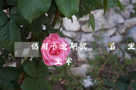 信用卡逾期被訴訟后會坐牢嗎(欠信用卡被起訴會坐牢嗎)
