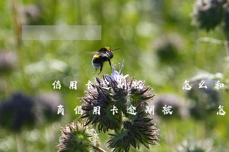 信用卡逾期被訴訟怎么和銀行協(xié)商 信用卡逾期被訴訟怎么和銀行協(xié)商還款