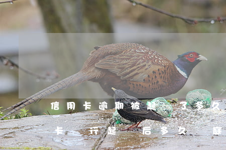 信用卡逾期被起訴了多久會上法庭-欠信用卡銀行起訴后多久開庭