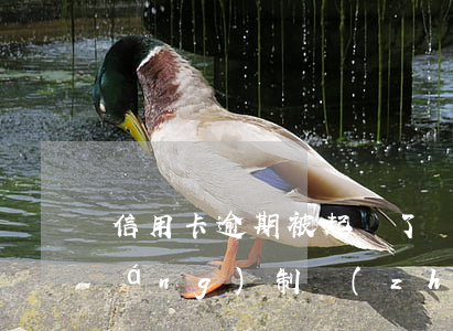 信用卡逾期被起訴了會(huì)強(qiáng)制執(zhí)行嗎(欠信用卡被起訴,多久后會(huì)被強(qiáng)制)