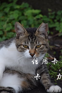 信用卡逾期被起訴判決沒錢還怎么辦(欠信用卡無力償還多久會被起訴)