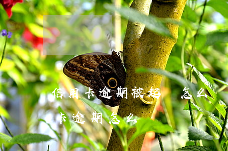 信用卡逾期被起訴怎么應付(被刑拘導致信用卡逾期怎么辦)