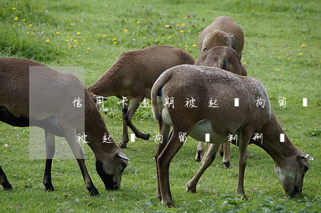 信用卡逾期被起訴拘留會判刑嗎 信用卡逾期被起訴拘留會判刑嗎