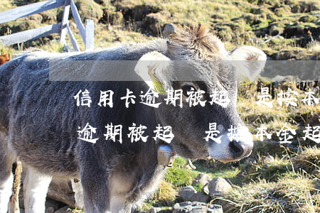 信用卡逾期被起訴是按本金起訴嗎-信用卡逾期被起訴是按本金起訴嗎怎么辦 信用卡逾期被起訴是按本金起訴嗎-信用卡逾期被起訴是按本金起訴嗎怎么辦