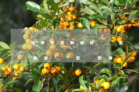 信用卡逾期被起訴會影響配偶嗎(信用卡逾期被起訴會影響配偶嗎)