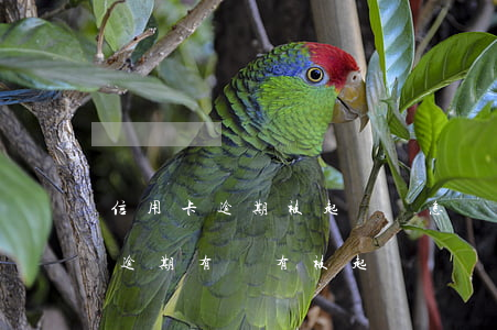 信用卡逾期被起訴會怎樣 怎么能知道信用卡逾期有沒有被起訴