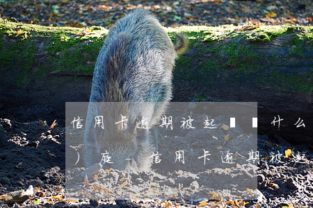 信用卡逾期被起訴,為什么在異地開(kāi)庭-信用卡逾期被起訴,為什么在異地開(kāi)庭呢