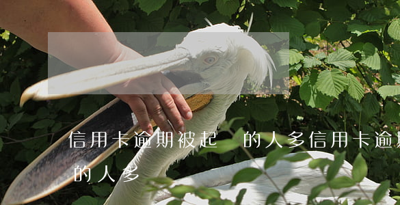 信用卡逾期被起訴的人多(信用卡逾期被起訴的人多)