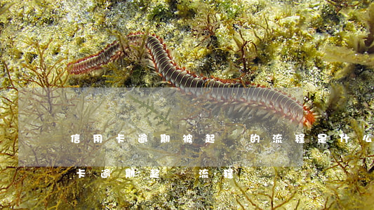信用卡逾期被起訴的流程是什么(銀行對信用卡逾期起訴流程)
