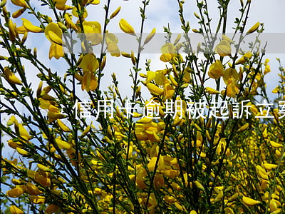 信用卡逾期被起訴立案后還款