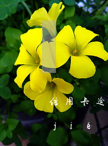 信用卡逾期被起訴立案后銀行卡會被凍結(jié)嗎-信用卡逾期被起訴立案后銀行卡會被凍結(jié)嗎