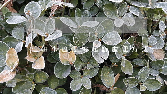 信用卡逾期被起訴處理方法
