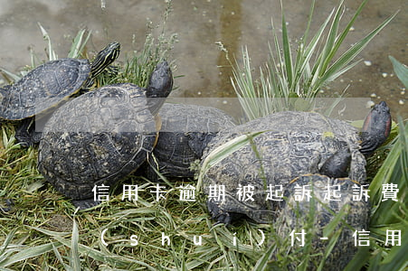 信用卡逾期被起訴,起訴費(fèi)用由誰(shuí)付-信用卡逾期被起訴,起訴費(fèi)用由誰(shuí)付的