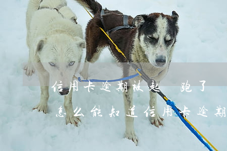 信用卡逾期被起訴跑了會(huì)怎么樣(怎么能知道信用卡逾期有沒(méi)有被起訴)