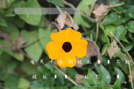 信用卡逾期被起訴還不起怎么辦(信用卡逾期被起訴還不起怎么辦)