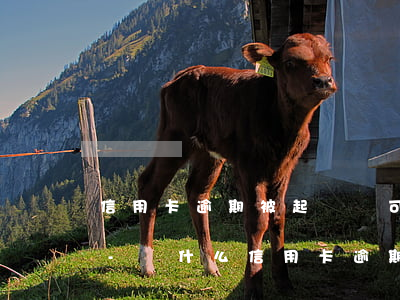 信用卡逾期被起訴還可以協(xié)商嘛-為什么信用卡逾期銀行不起訴