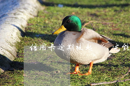 信用卡逾期被起訴還完能撤訴嗎