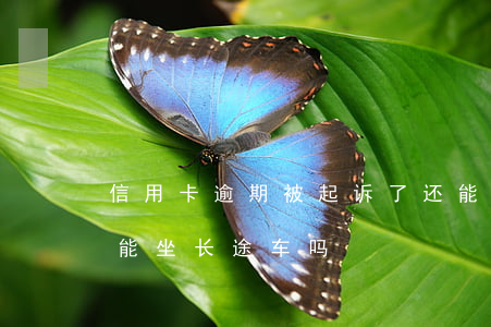 信用卡逾期被起诉了还能坐车嘛-欠信用卡能坐长途车吗