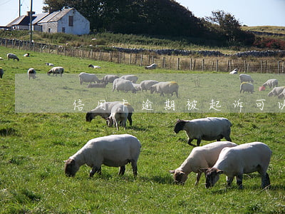 信用卡逾期被起诉可以重组吗