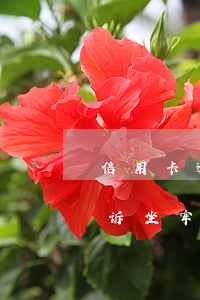 信用卡逾期被起诉后判刑(因信用卡逾期被起诉坐牢的多吗)
