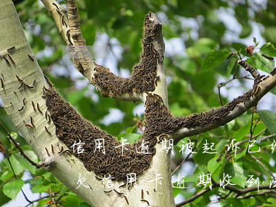 信用卡逾期被起诉已经收到传票怎么处理-欠信用卡逾期收到法院传票怎么办