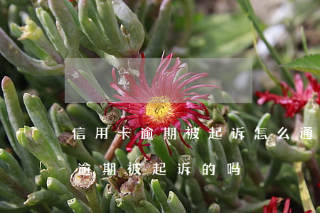 信用卡逾期被起诉怎么通知本人-有信用卡逾期被起诉的吗