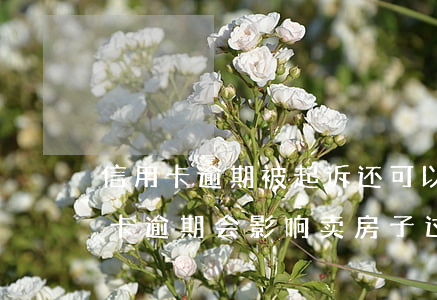 信用卡逾期被起诉还可以卖房子(房主有信用卡逾期会影响卖房子过户吗)