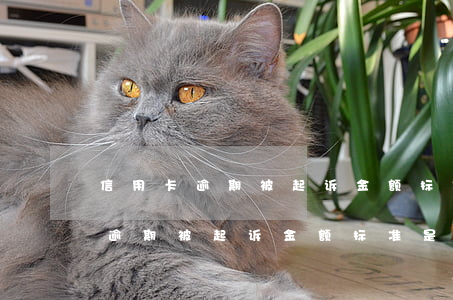 信用卡逾期被起诉金额标准是多少-信用卡逾期被起诉金额标准是多少呢