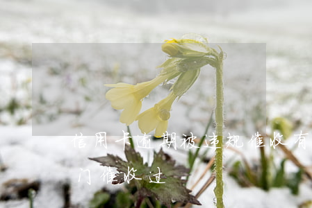 信用卡逾期被违规催收(有谁被信用卡逾期上门催收过)