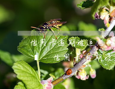 信用卡逾期被追究刑事責(zé)任會怎么樣-信用卡逾期被追究刑事責(zé)任會怎么樣呢