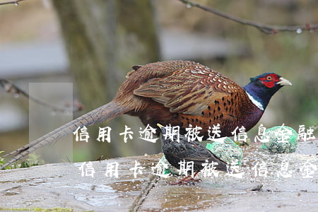 信用卡逾期被送信息金融基礎(chǔ)庫(信用卡逾期被送信息金融基礎(chǔ)庫買房受影響嗎)