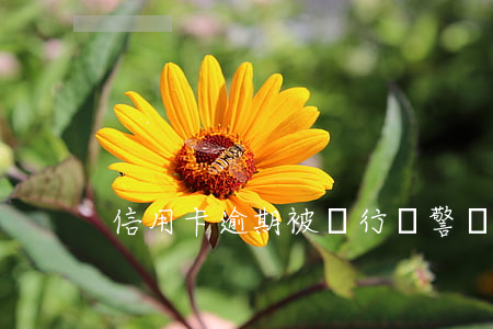 信用卡逾期被銀行報警(銀行卡信用卡逾期)