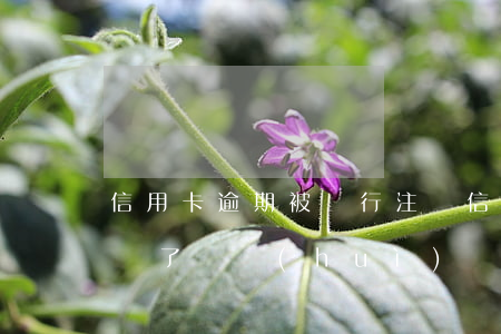 信用卡逾期被銀行注銷 信用卡逾期被銀行注銷了,還會(huì)產(chǎn)生利息和滯納金嗎