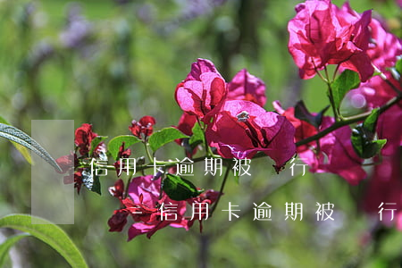 信用卡逾期被銀行訴訟會(huì)被判刑嗎-信用卡逾期被銀行訴訟會(huì)被判刑嗎知乎